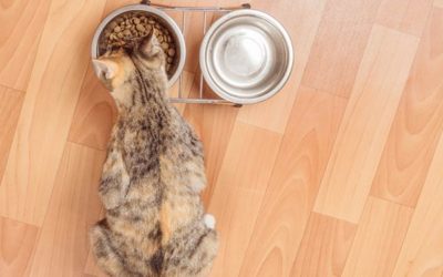 The Complete Guide to How Much Wet Food You Should Feed Your Cat