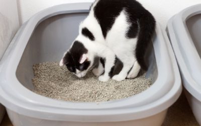 The Complete Guide to Why Cats Eat Litter and How You Can Stop Them