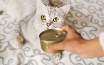 How Many Cans of Wet Food a Cat Can Eat?