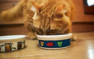 How many ounces of wet food should a cat eat?