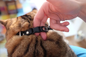 How Tight Should a Cat Collar Be? The Answer May Surprise you!