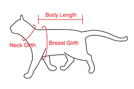 How to Measure Cats for a Harness?
