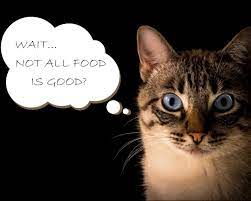 All the Ingredients in the World, but Which Ones Should You Avoid For Cats?