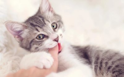What to give a teething kitten?