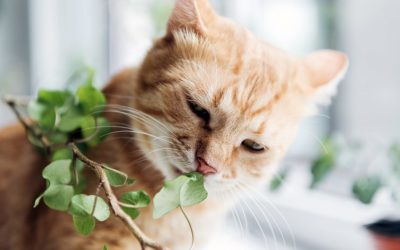 The Ultimate Guide on How to Treat Your Cat for Food Poisoning