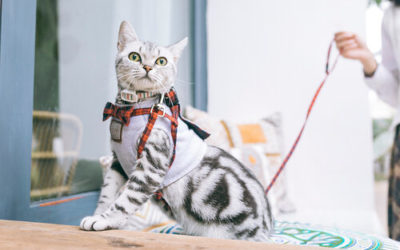 How do you put a harness on a Cat?