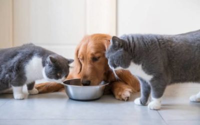 What Happens If a Cat Eats Dog Food?