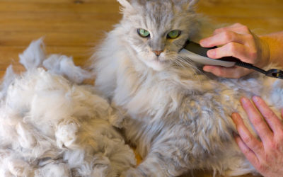 Why is my cat’s fur matted?
