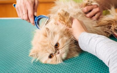 How to Remove Mats from Cats