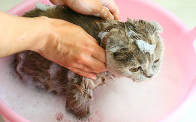 Can you use dog flea shampoo on cats?