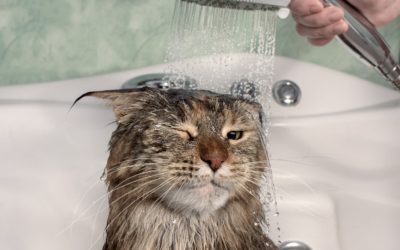 How to wash a cat without using cat shampoo?