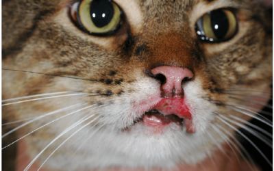 How to Stop Cat Lip Ulcers in Just 8 Easy Steps