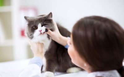 Cat Lip Sores: The ultimate guide to identifying and treating them