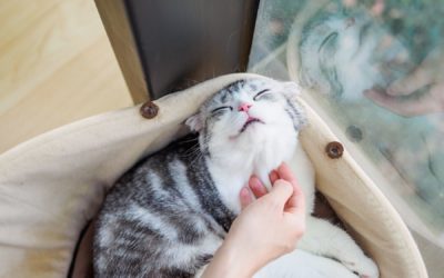 How to Diagnose and Treat Cats with Swollen Chin
