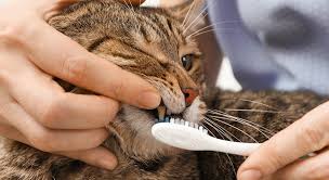 The Top Home Remedies for swollen Lip in Cats