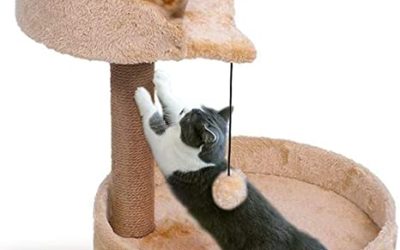 How To Get A Cat To Use A Scratching Post-An Elaborate Focus