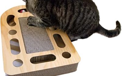 Cat Scratch Game Rules and Other Interesting Facts about Them