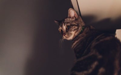 Are Cats Scared of the Dark? The Truth about Cats and the Dark