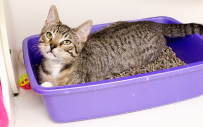 What Can I Use Instead Of Cat Litter Boxes? Everything You Need To Know