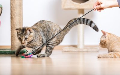 How To Teach A Cat To Fetch- Points To Consider