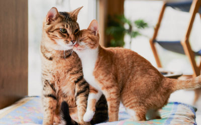 It is Possible for Male and Female Cats living Together!