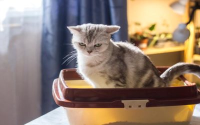 How Often Should You Change Cat Litter-Great Insights