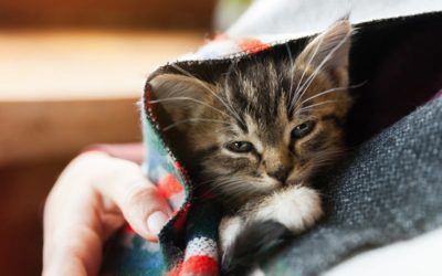 Do Cats Sleep More in the winter?-Let’s find out
