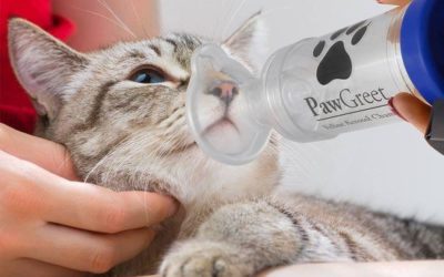 Everything You Need to Know about a cat with an Asthma life expectancy