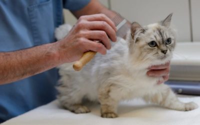 Prevention for Cats get Fleas Indoors