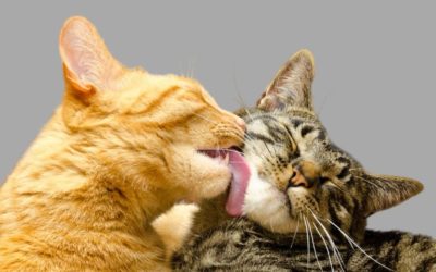 The Reasons Cats Lick Each Other