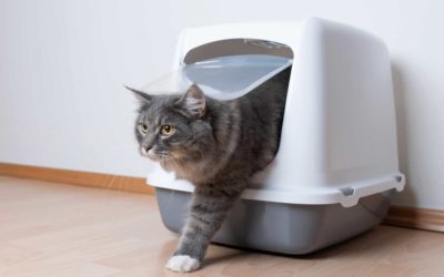 What Does High Alkaline In Cat Urine Mean? Things You Should Know