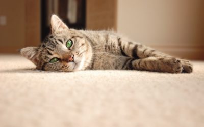 Why Is My Cat Pooping On The Carpet? Facts You Never Knew Before