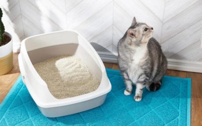 Why Is My Cat Pooping Outside The Litter Box? Focusing On The Most Important Points