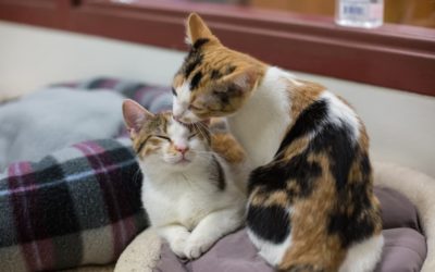 Other Ways Why Cats Grooming Each Other