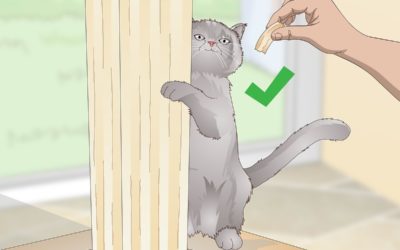 How To Train A Cat Not To Scratch Furniture-Best Tips