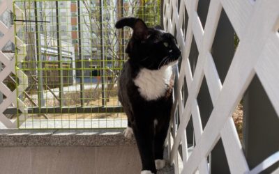 Build a Cat-Proof a Balcony for a Safe Place of Your Pet