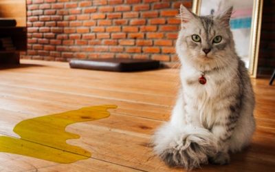 What is the best cat urine odor remover for Your Home?