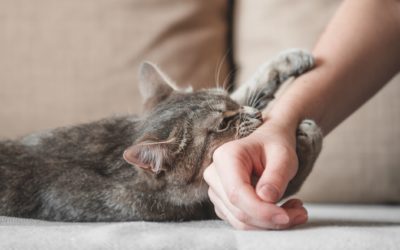 Why Do Cats Scratch You? Striking a Better Understanding