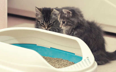 Is scented litter bad for cats?-Which One is Best for Your Cat