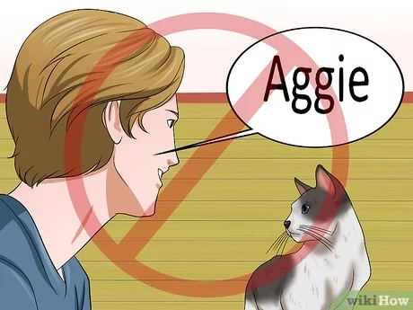 A Guide On How to Teach a Cat Their Name
