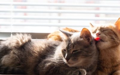 12 Fascinating Reasons Why Cats Clean Each Other