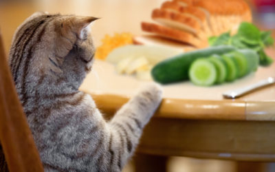 Top 10 best foods for cats with Diabetes