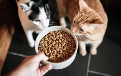 The best dry food choice for kittens