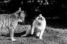 Everything You Need To Know About Non Recognition Aggression in Cats