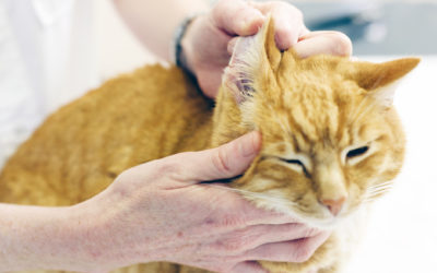 Can Humans Get Ear Mites From Cats?