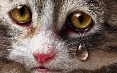 Do Cats Cry When Sad?-Everything You Need To Know About Cats