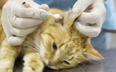 How Do Indoor Cats Get Ear Mites, Treatments and Prevention