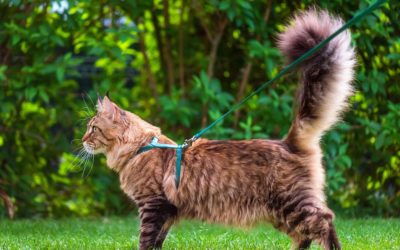 Beginners Guide on How to Get a Cat Used To a Harness