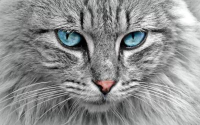 Can Cats See Screens? How Do Cat Eyes Differ From Human Eyes?
