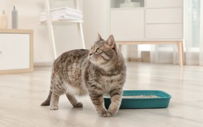 Reasons Why Your Cat Is Using Litter Box Frequently